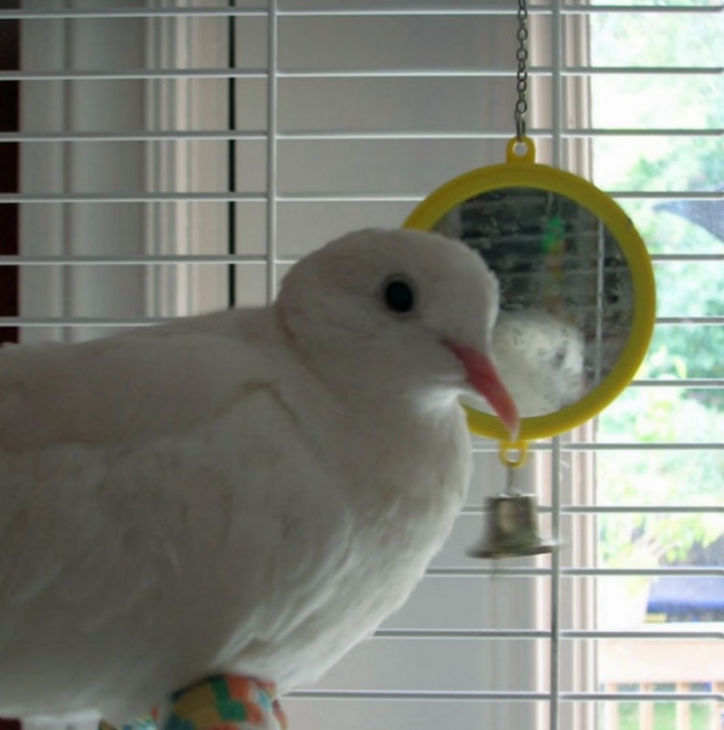 SB pets  32